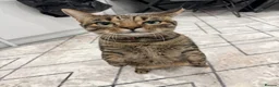 Mixed Breed cats for sale: Very Friendly Female Cat Looking for a Home 🙂 - Advert 1