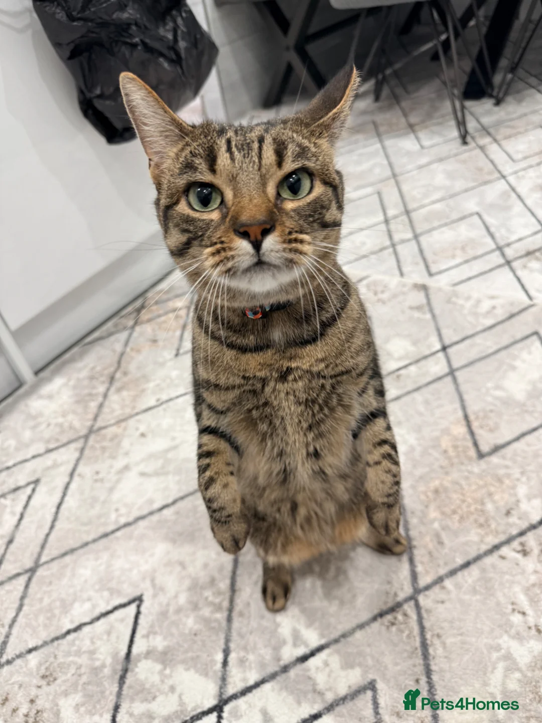 Mixed Breed cats for sale: Very Friendly Female Cat Looking for a Home 🙂 - Advert 1