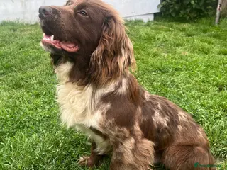 Cocker Spaniel dogs MERLE cocker spaniel at stud - Advert 8