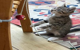 Mixed Breed cats for sale: Tuxy & Stripy - two gorgeous boys for sale - Image 10