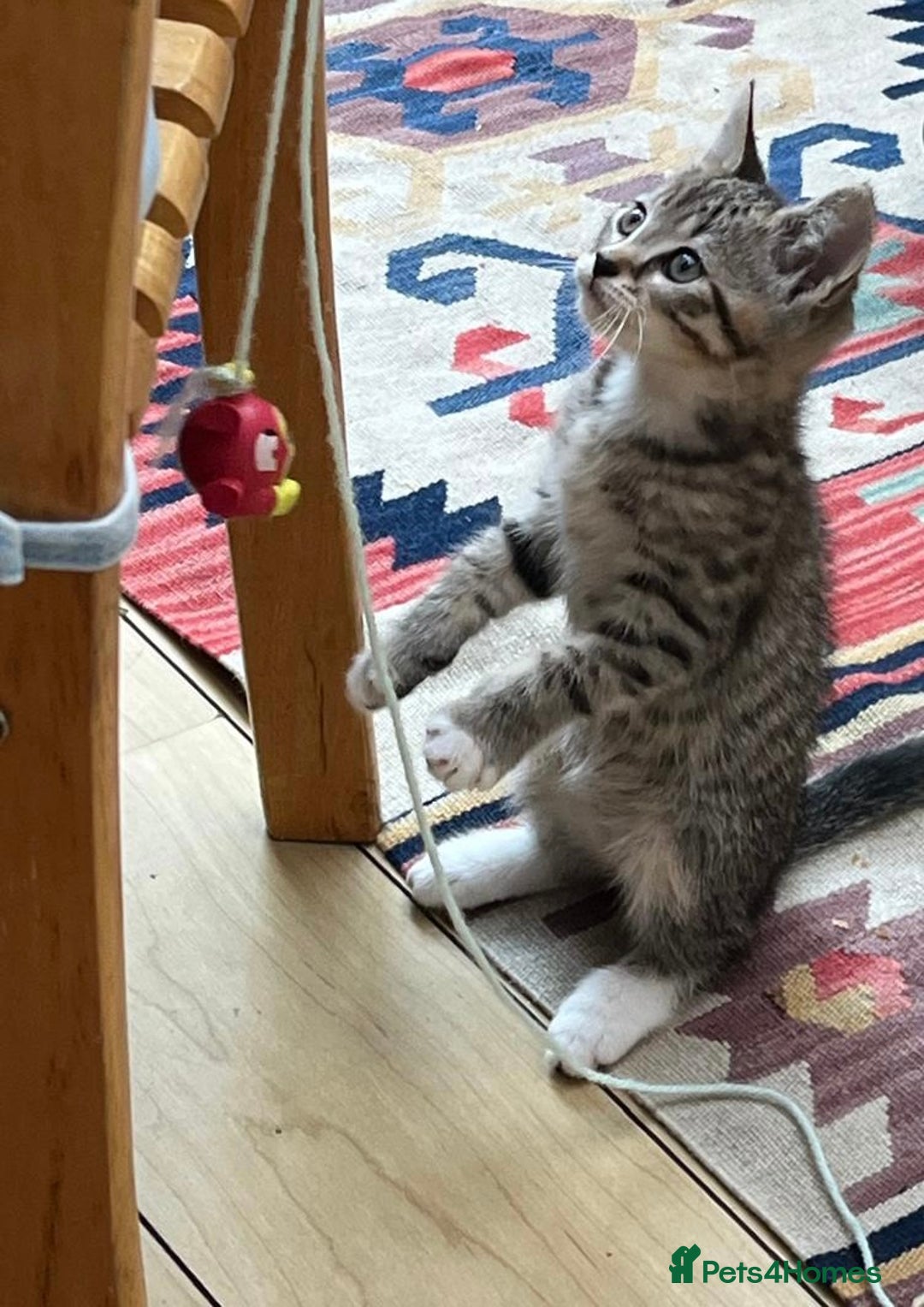 Mixed Breed cats for sale: Tuxy & Stripy - two gorgeous boys for sale - Image 10