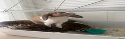 English rabbits for sale: Willow in Liverpool - Advert 6