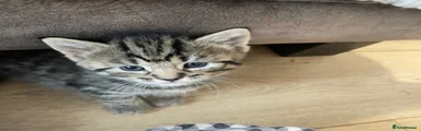 Domestic Shorthair Kitten 3