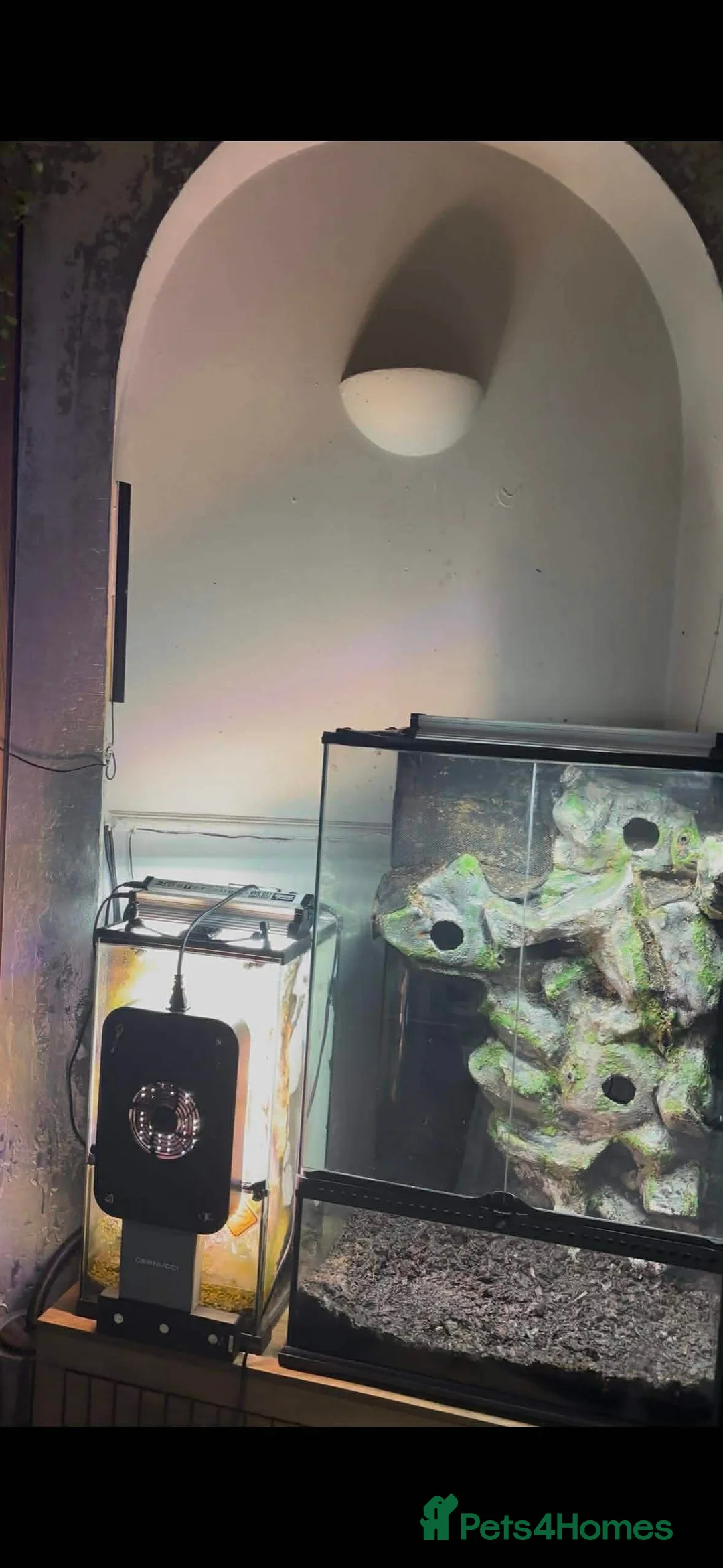 Gecko reptiles for sale: £100 quick sell Exo terra 60x45x90  - Advert 2