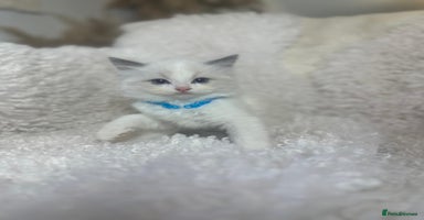 Ragdoll cats - Advert 9