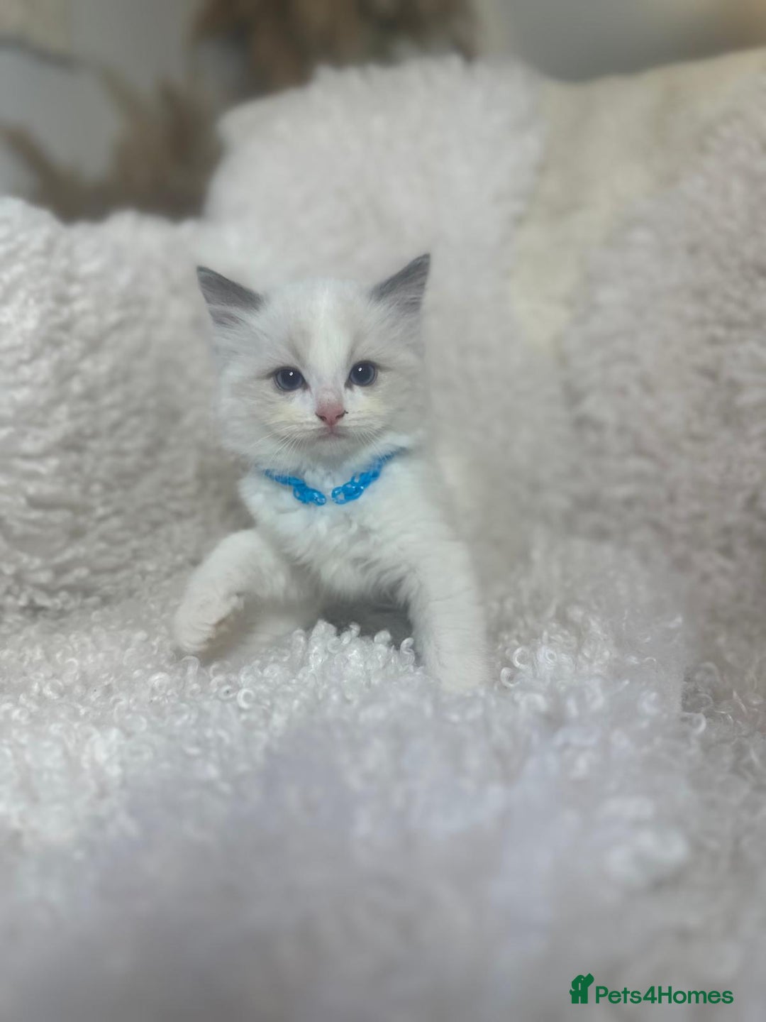 Ragdoll cats for sale: Beautiful Ragdoll Kittens - Read for Loving homes - Image 3