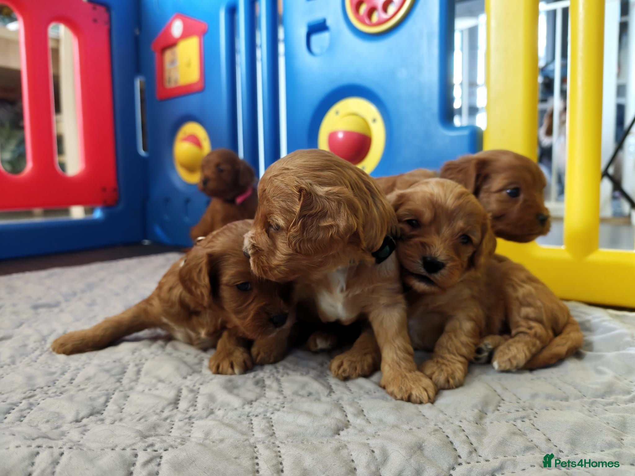 Cavapoo dogs 8 little fluffs available soon  - Advert 4