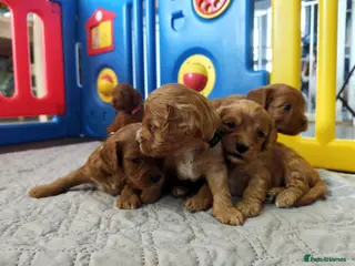 Cavapoo dogs 8 little fluffs available soon - Advert 10