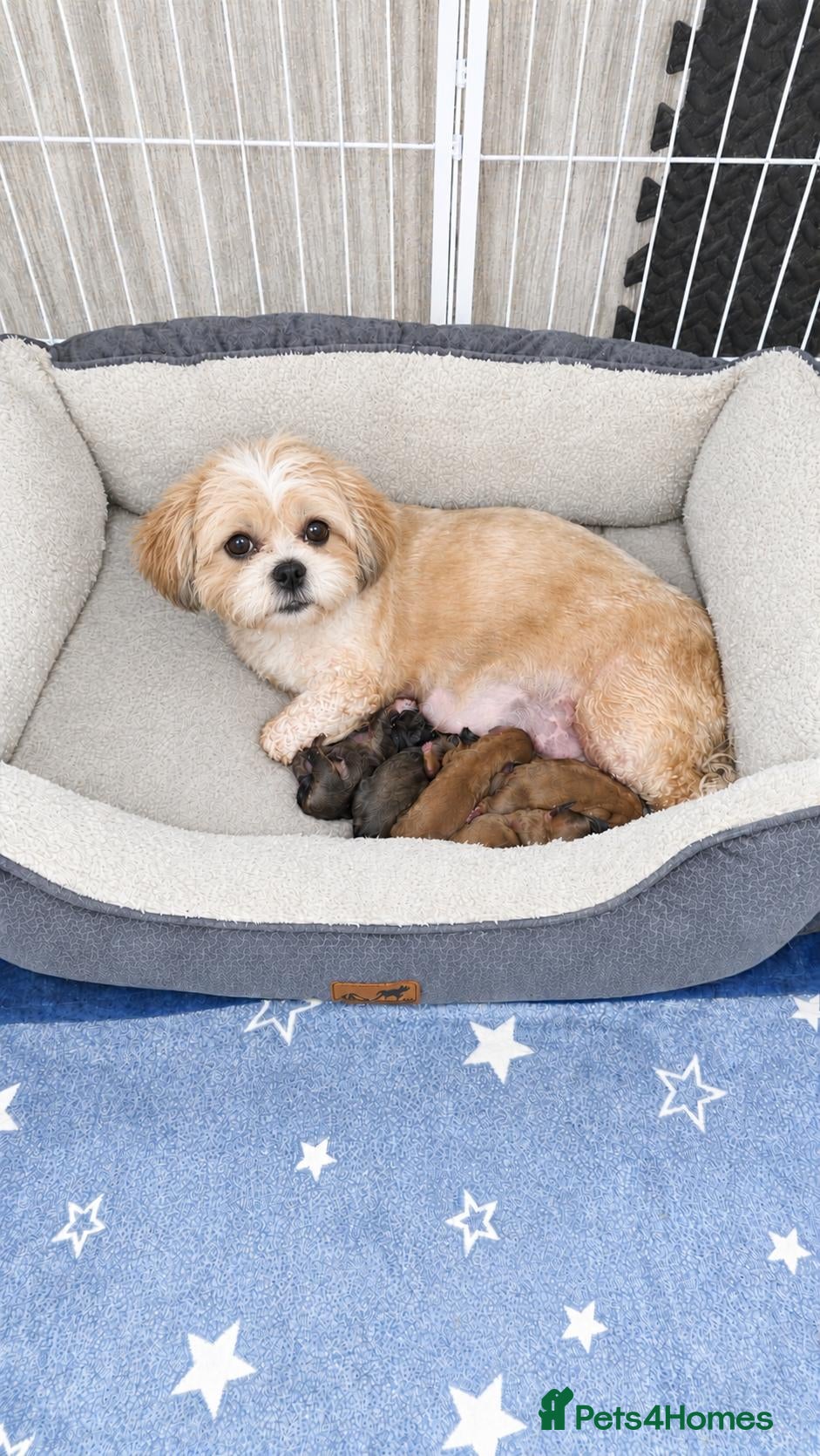 Shih Tzu dogs for sale: Shih tzu puppies - Advert 1