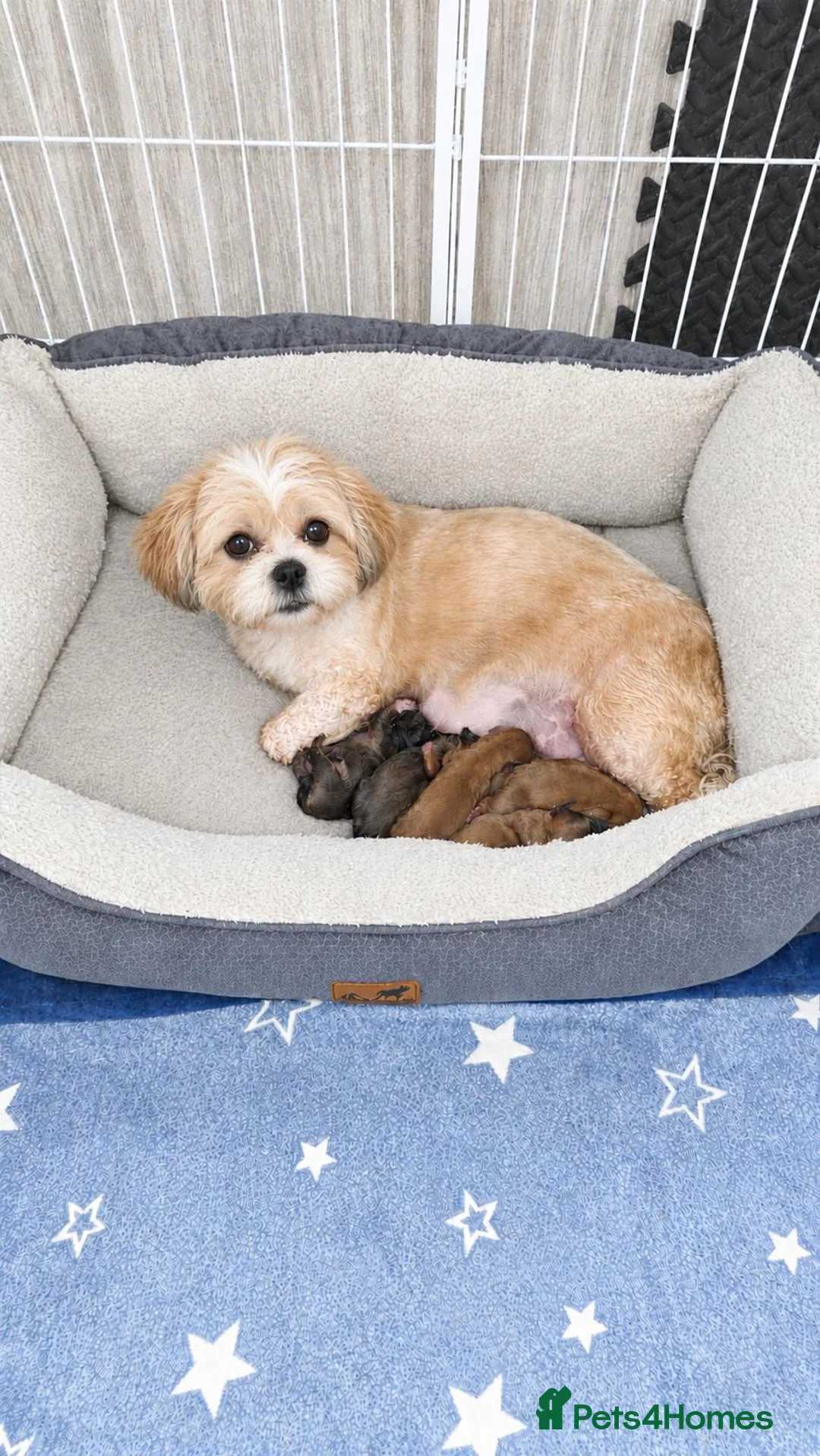 Shih Tzu dogs for sale: Shih tzu puppies in Sutton-in-Ashfield - Advert 1