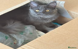 Maine Coon cats for sale: ✨ Beautiful Maine Coon Ex-Queen ✨ - Advert 13