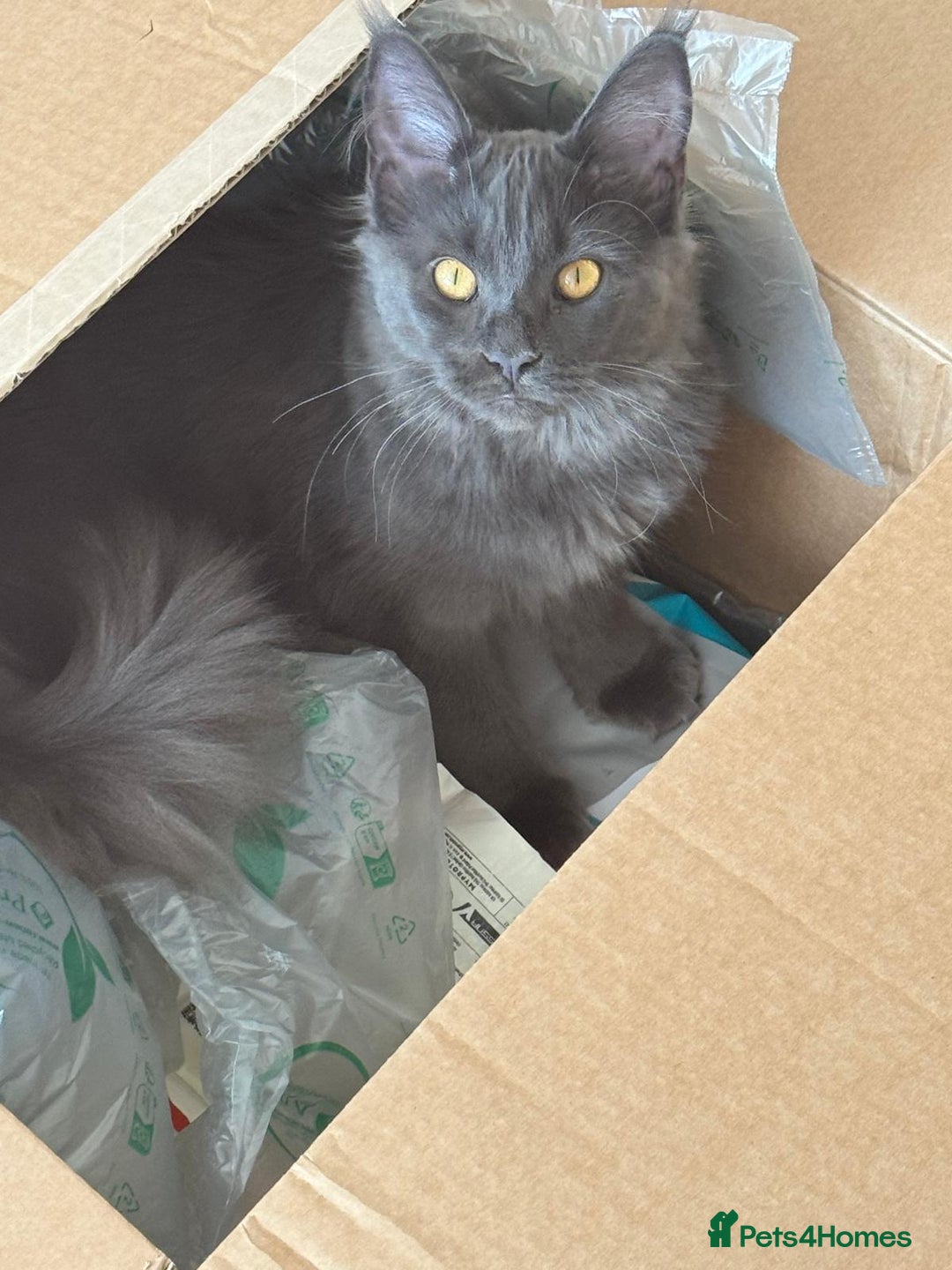 Maine Coon cats for sale: ✨ Beautiful Maine Coon Ex-Queen ✨ - Advert 13