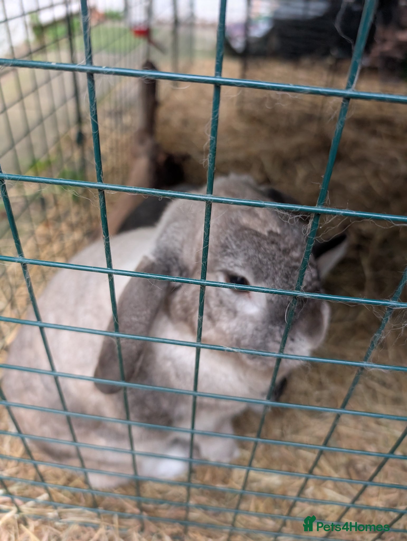 Dutch rabbits Jasmine and Buttercup  - Advert 4