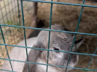 Dutch rabbits Jasmine and Buttercup - Advert 4