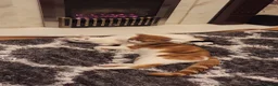 Domestic Shorthair cats for sale: Mother & Son Domestic Shorthair Cats  in Birmingham - Advert 12