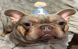 French Bulldog dogs for sale: Frank, Isabella & tan French bulldog  - Image 5