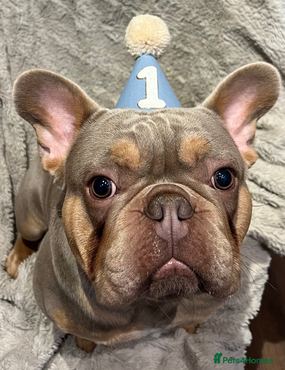 French Bulldog dogs for sale: Frank, Isabella & tan French bulldog  - Image 5