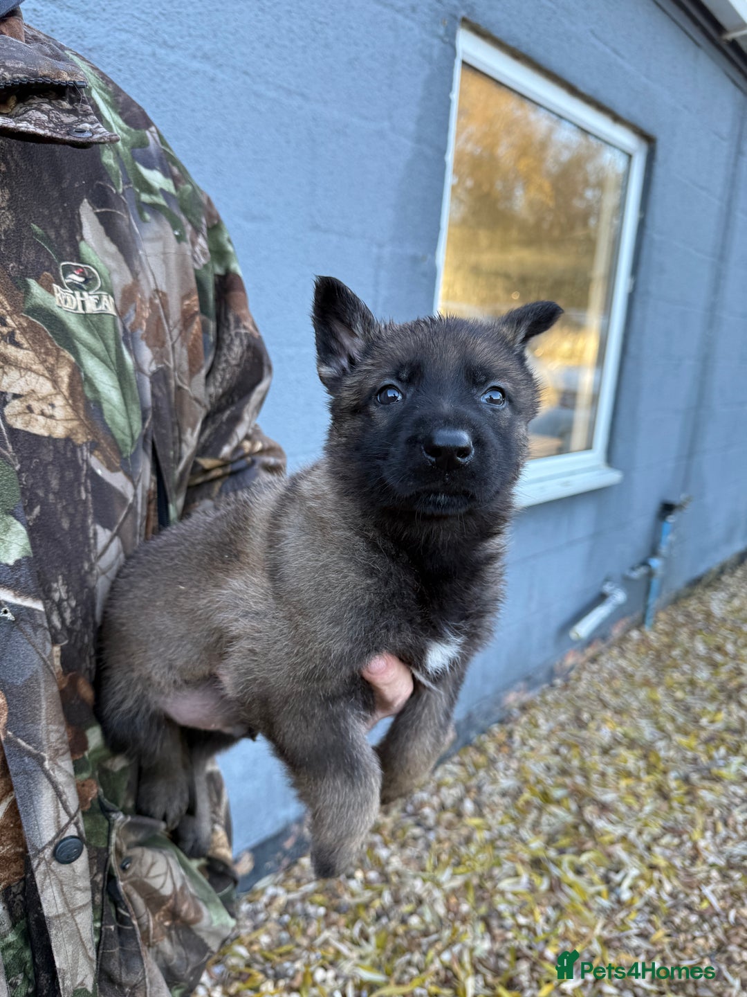 German Shepherd dogs for sale: Beautiful kc reg working line German shepherds  - Advert 10