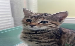 Bengal cats for sale: Part Bengal beautiful kittens in Bury Saint Edmunds - Image 6