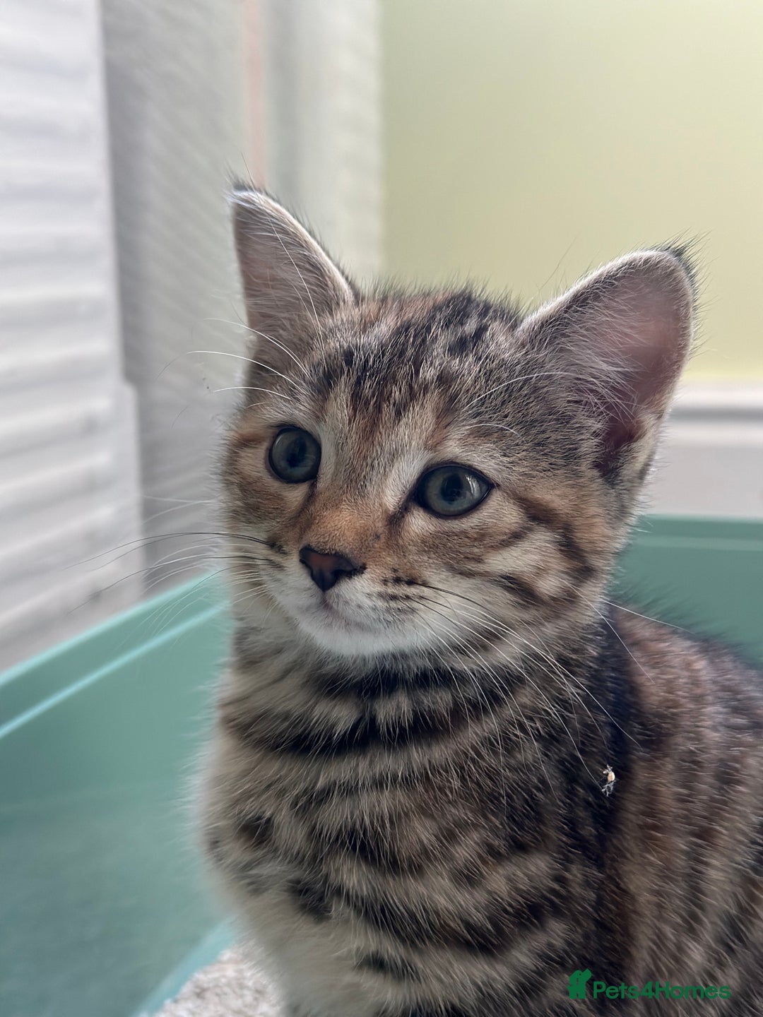 Bengal cats for sale: Part Bengal beautiful kittens in Bury Saint Edmunds - Image 6