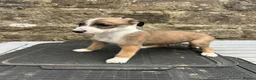 Lurcher dogs for sale: Bedlington whippet lurcher pups - Advert 10