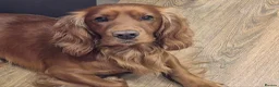 Cocker Spaniel dogs for sale: Cocker spaniels  in Tadcaster - Advert 7