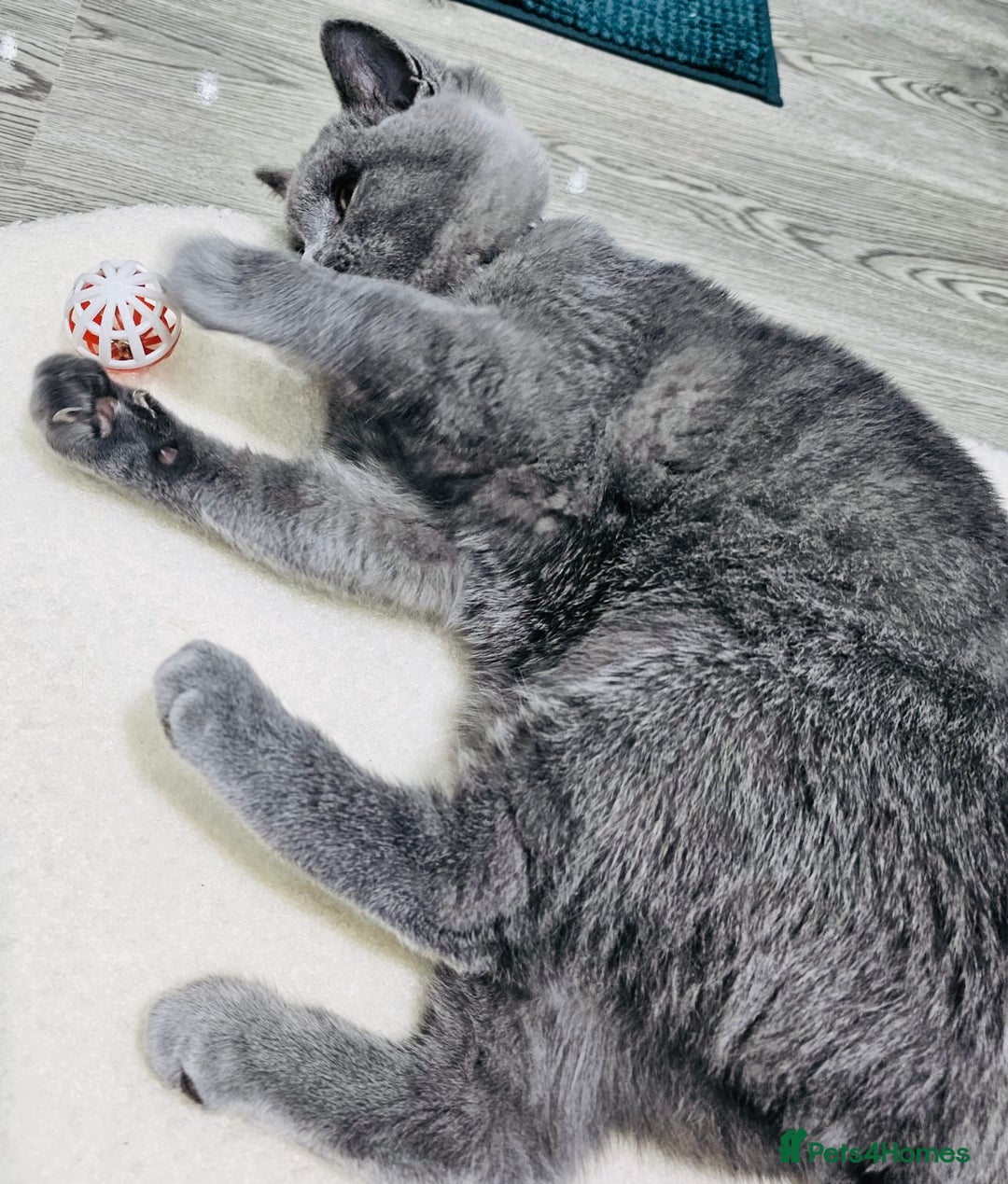 British Shorthair cats for sale: Stunning Blue British Shorthair Kitten 19 Weeks! - Advert 4