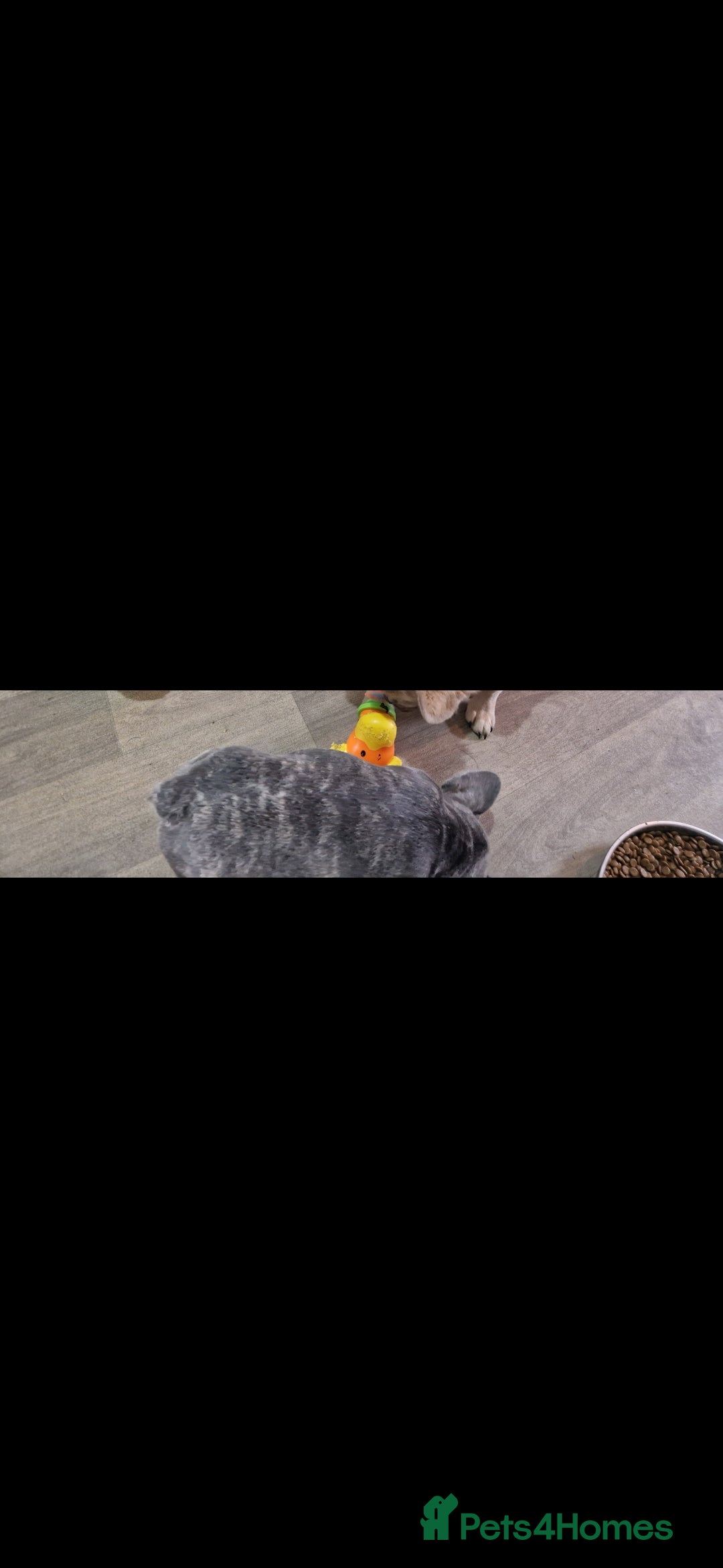 French Bulldog dogs for sale: Beautiful brindle french-bulldog girl left!  - Image 22