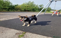 Japanese Shiba Inu dogs for sale: Shibu inu  - Advert 1