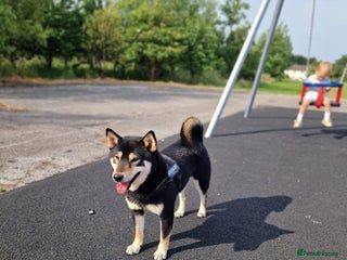 Japanese Shiba Inu dogs for sale: Shibu inu - Advert 1