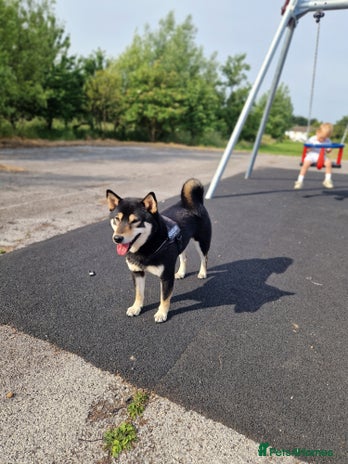 Japanese Shiba Inu dogs Shibu inu - Advert 2