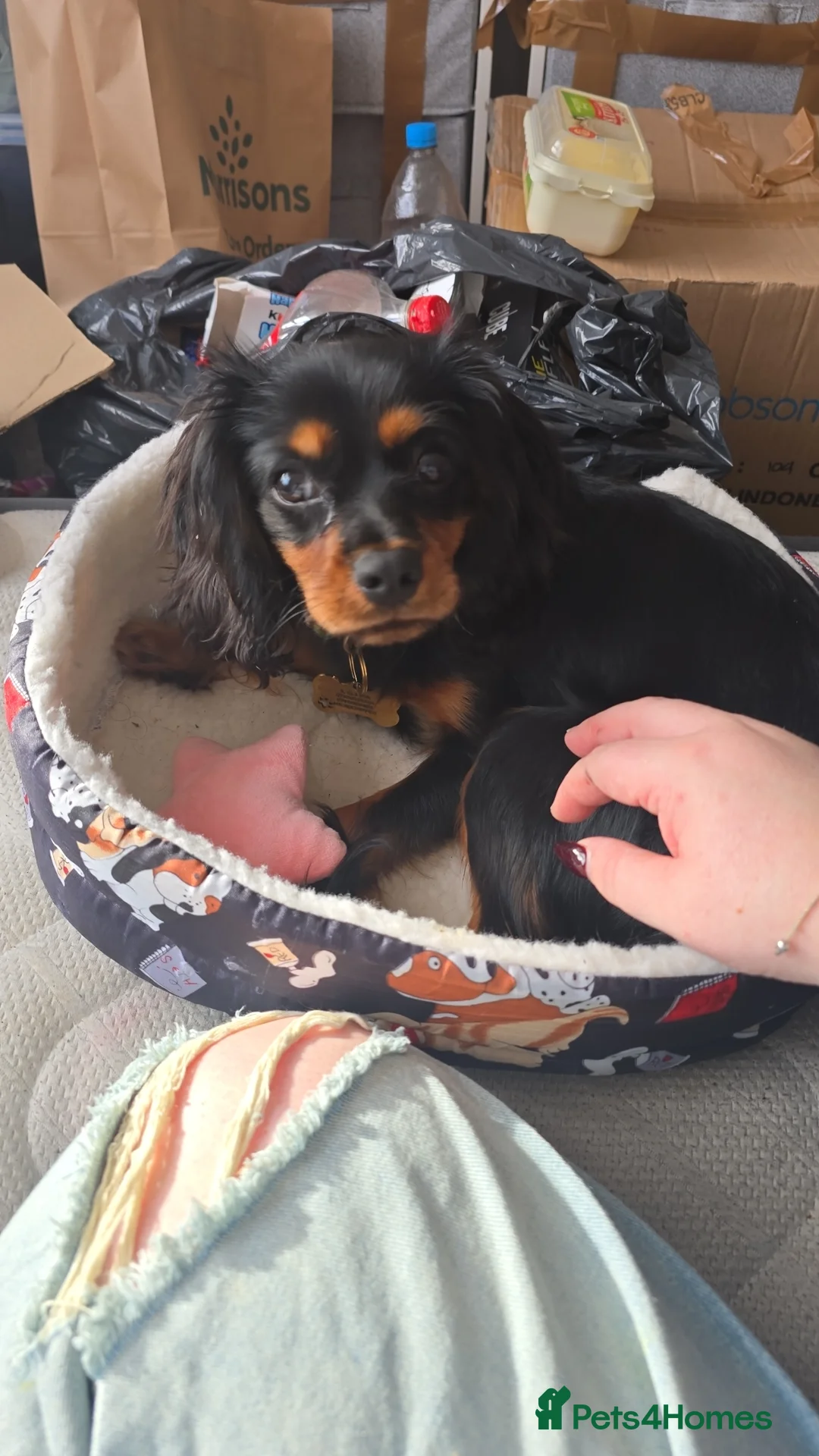 Cavalier King Charles Spaniel dogs for sale: Beloved Treacle needs a loving new home in Manchester - Advert 2
