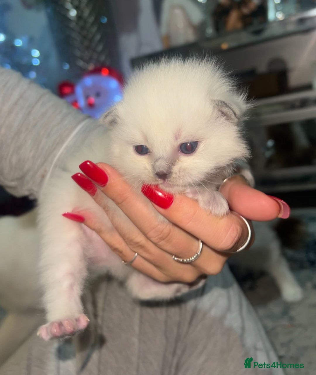 Ragdoll cats for sale: Purebred blue point ragdoll kittens  - Advert 7