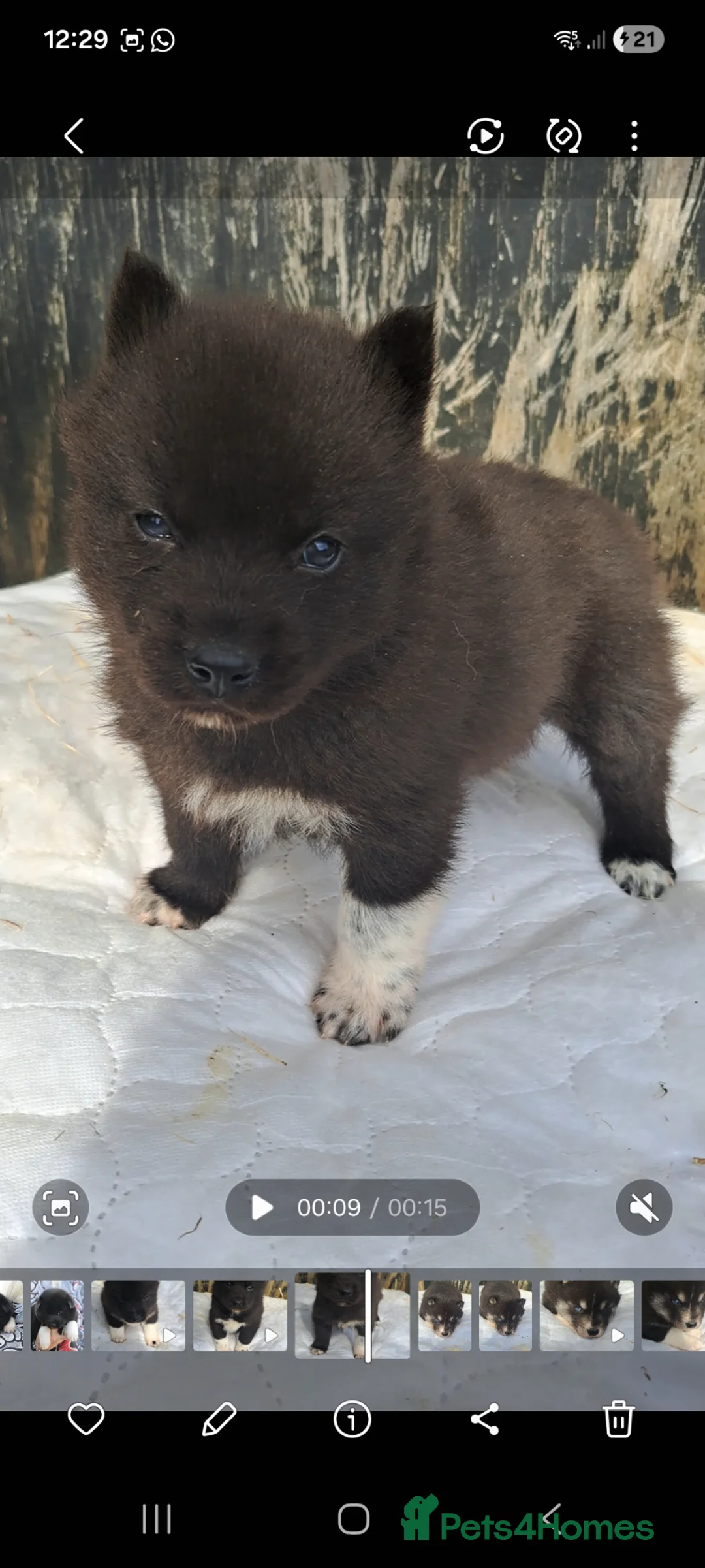 Siberian Husky dogs for sale: Unique Siberian Husky puppies - Advert 2