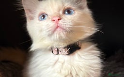 Ragdoll cats for sale: GCCF Beautiful Ragdoll Kittens - Image 30