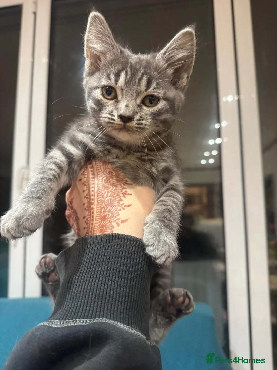 British Longhair cats for sale: Little miss needs a new home in Harrow - Advert 2