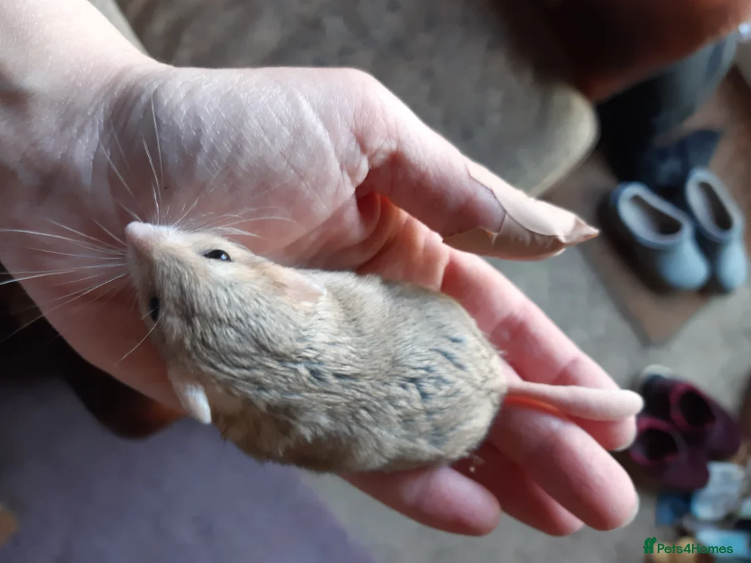 Gerbil rodents for sale: Baby duprasi/ fat tailed gerbils  - Advert 9