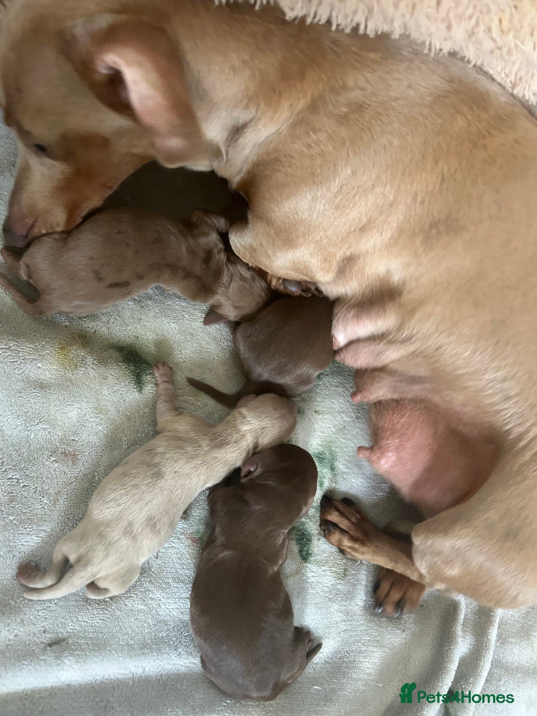 Dachshund dogs for sale: Beautiful dachshund puppies  - Image 17