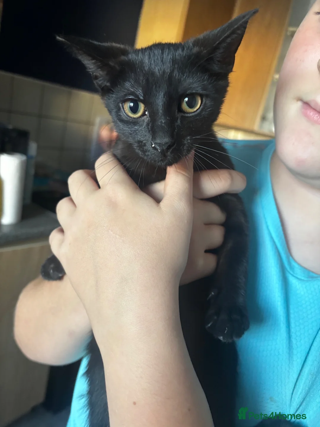 Mixed Breed cats for sale: 4-5months old black female kitten  - Advert 2