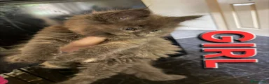 Maine Coon Kitten 1