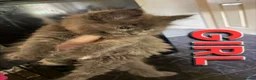 Maine Coon cats for sale: Maine Coon Kittens for Sale – Pure Cuteness! - Advert 7