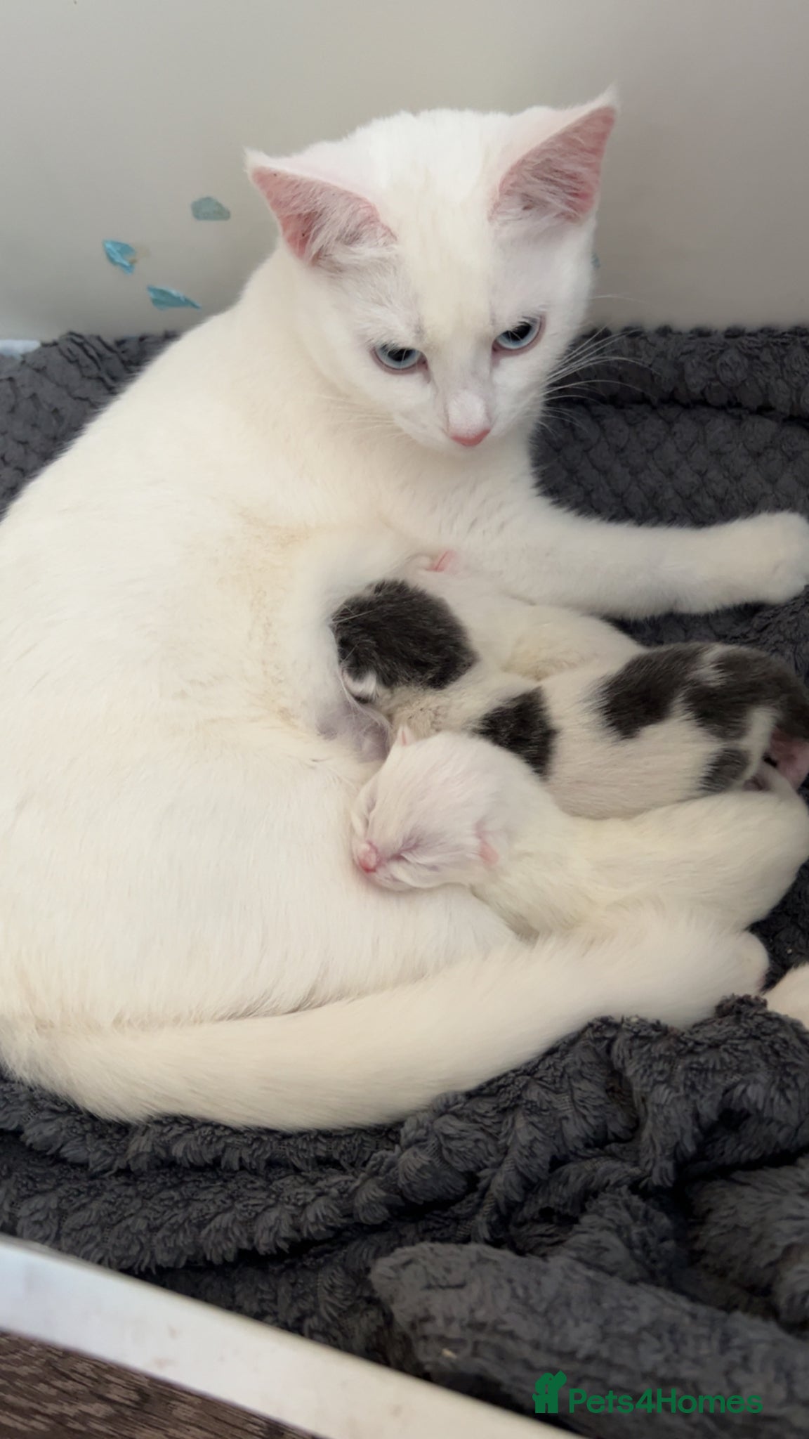 Turkish Angora cats Half Turkish angora kittens  - Advert 2