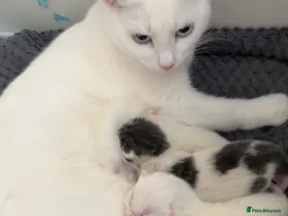 Turkish Angora cats Half Turkish angora kittens - Advert 4