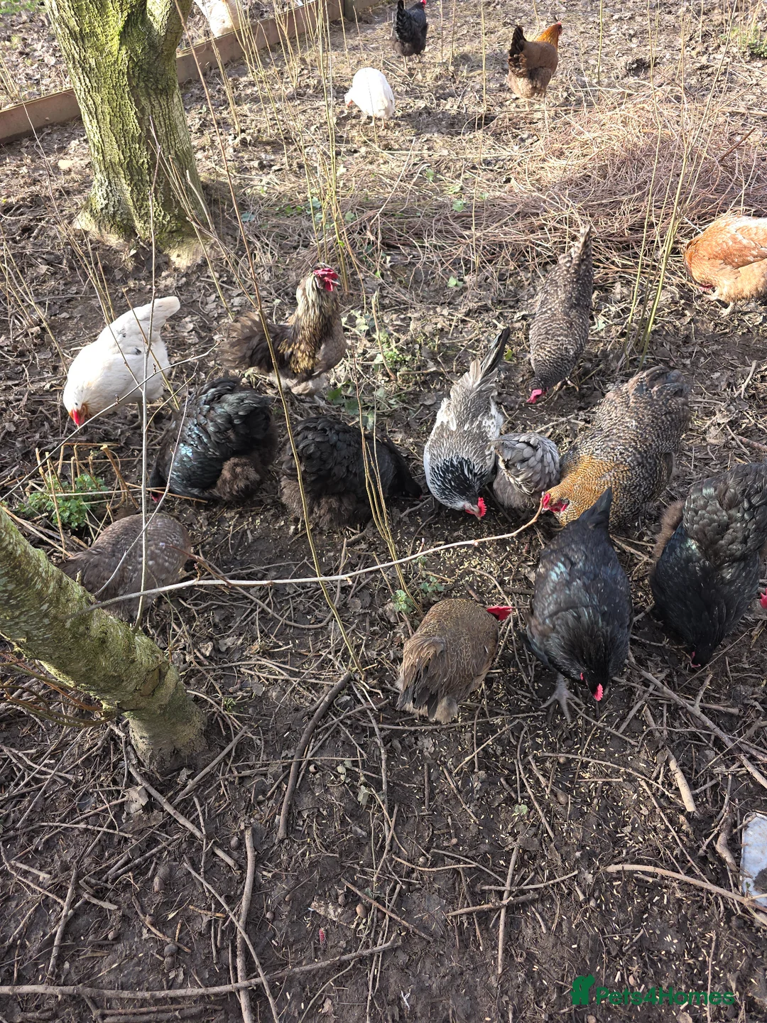 Ducks poultry for sale: Runner duck hatching eggs and ducklings  - Advert 4