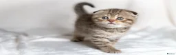 Scottish Fold cats for sale: Gucci – Female Scottish Fold Kitten 🩷 - Advert 7