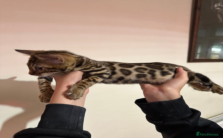 Bengal cats - Advert 16