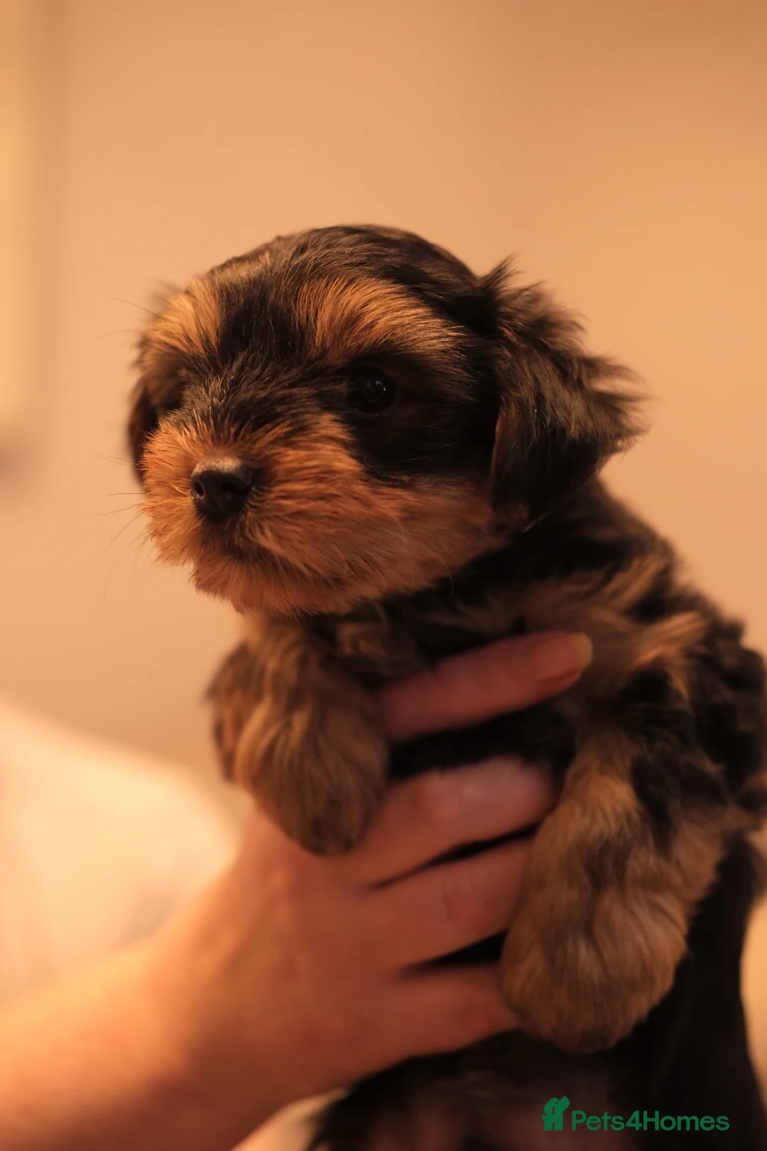 Yorkshire Terrier dogs for sale: 4 Yorkshire Terrier Puppies - Advert 12