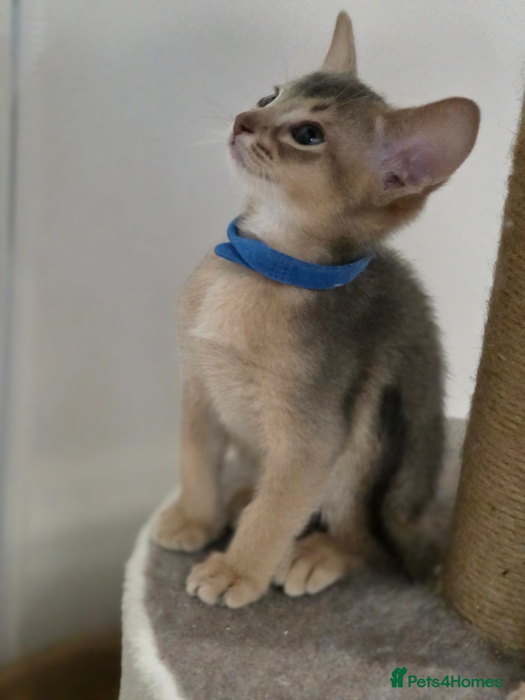 Abyssinian cats for sale: Gorgeous Tica  Abyssinian Kittens  - Advert 13