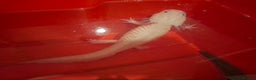 Axolotl reptiles for sale: Female Axolotols - Advert 1