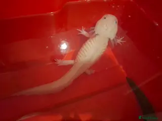 Axolotl reptiles Female Axolotols - Advert 9